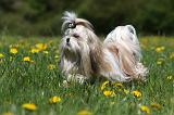 SHIH TZU 254